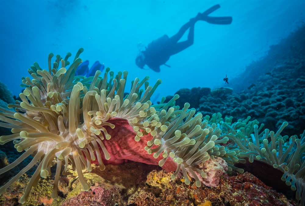 Rare climate refuge for coral reefs discovered off the coast of Kenya